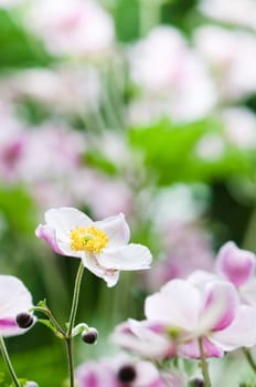 Japanese Anemone flowers in the garden, close up