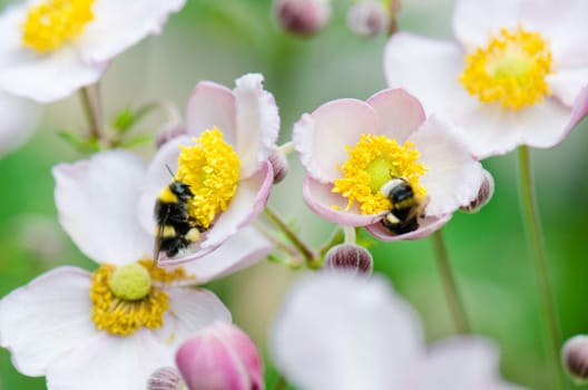 a bee collects pollen from flower, close-up