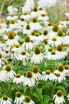 flowers medicinal herb echinacea purpurea or coneflower, close-up