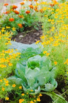 marigold flowers and other herbs, close-up