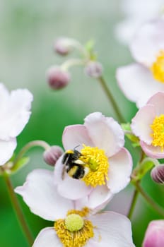 a bee collects pollen from flower, close-up