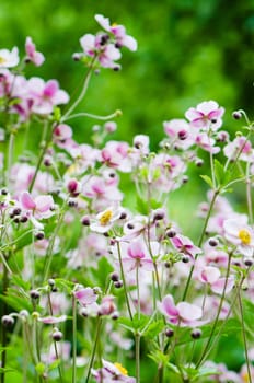 Japanese Anemone flowers in the garden, close up