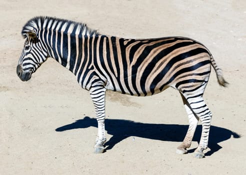 Side view portrait of a Burchells zebra's
