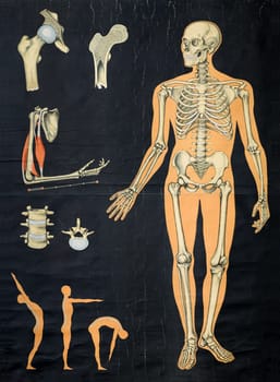 Vintage human anatomy chart showing the skeletal system in a standing figure as well as bone detail to the side