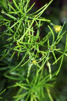 The close-up of conifer needles with water droplets.