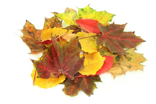 various colourful autumn leaves against a white background