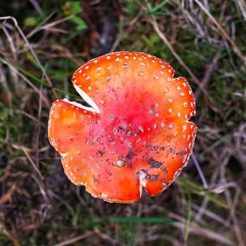 Toadstool in the forest