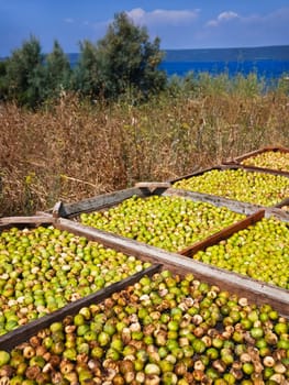 Ripe fig is dried