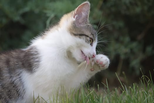 White and gray kitten is licking paw outdoors on grass.