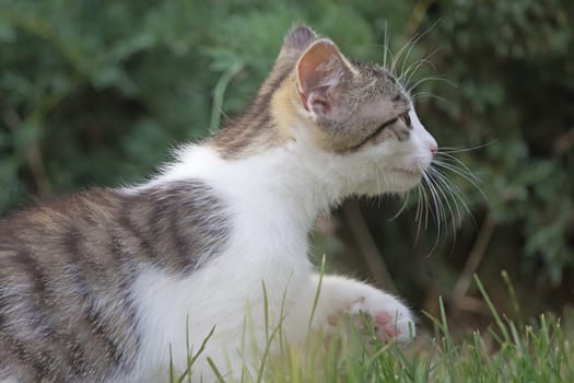 White and gray kitten in the garden. Side view.