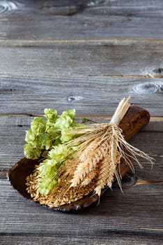 Hops and grain on a wooden shovel and ears of grain on an old rustic wooden table with text room in the upper part of the picture