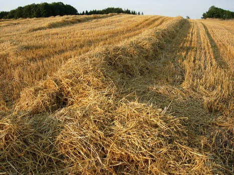 Stubble field with straw