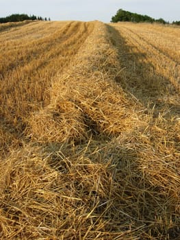 Stubble field with straw