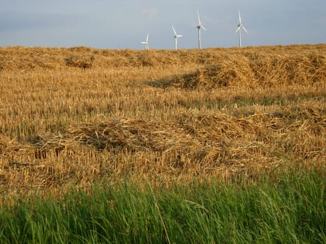 Stubble field with straw