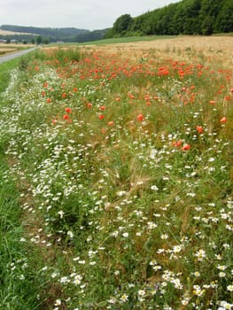 Grain field with poppy seeds and daisies