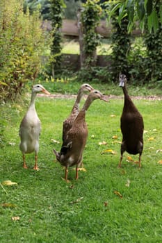 Running ducks