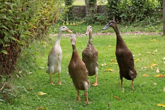 Running ducks