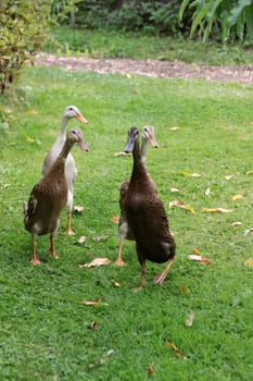 Running ducks