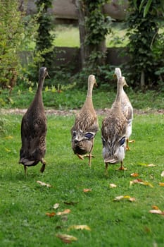 Running ducks