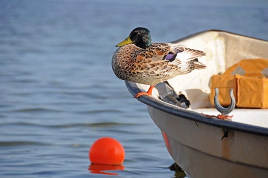 Boating