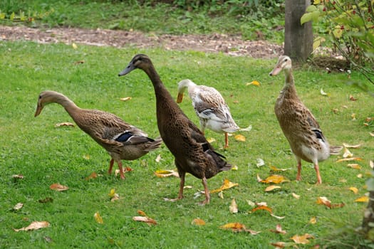 Running ducks