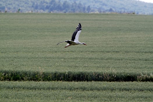 Flying stork over fields