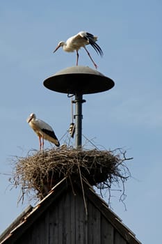 Stork's nest at the fire station in Elbrinxen (Lipperland)