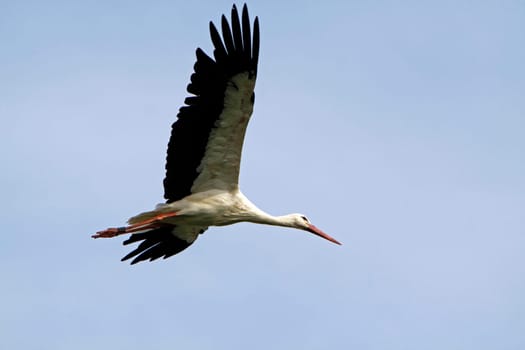 Flying Stork