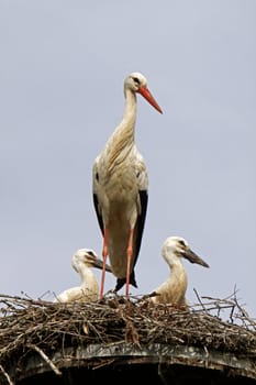 Stork's Nest