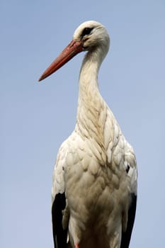 Stork
