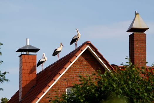 Three storks on one roof