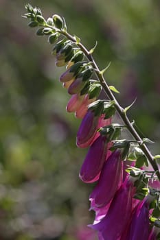 Red foxglove