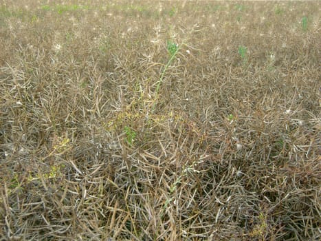 Ripe rapeseed with cobwebs