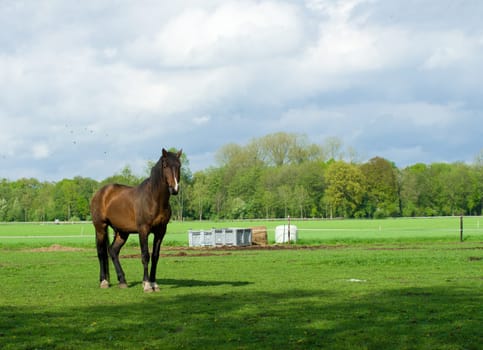 large brown horse in a dutch meadow