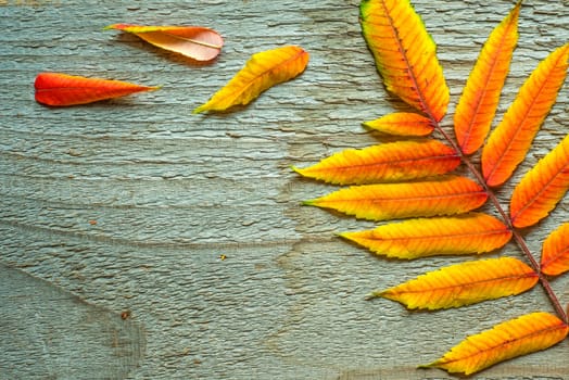 Leaves fall