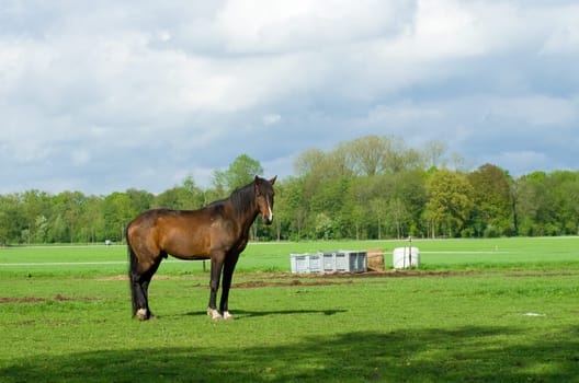 large brown horse in a dutch meadow