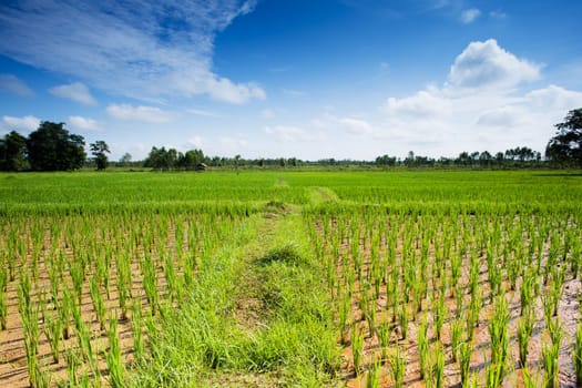 Rice field,Asian landscape with agricultural cultivation of rice