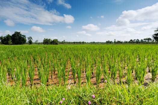 Rice field,Asian landscape with agricultural cultivation of rice