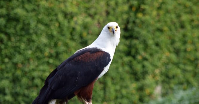 Bald eagle
