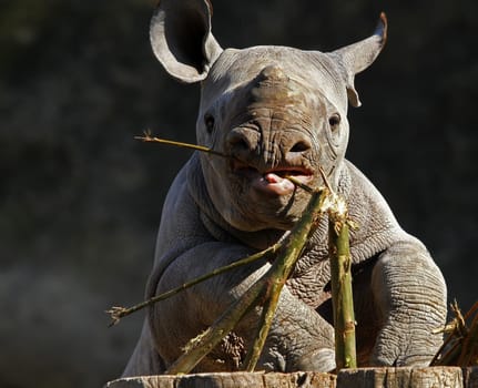 Young rhinoceros