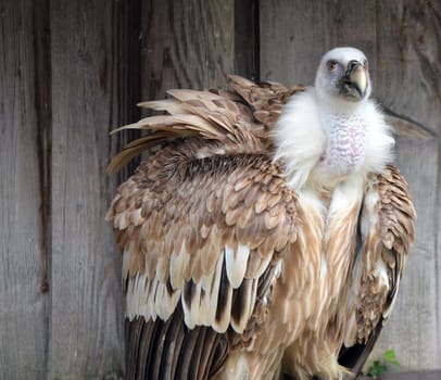 Seated vulture