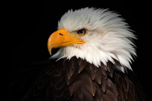 Bald eagle