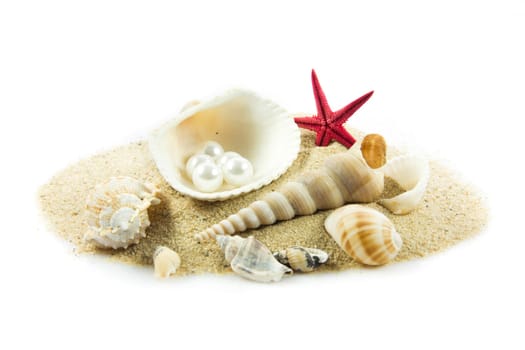 The exotic sea shell . treasure from the sea.
