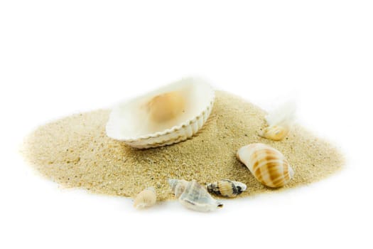 The exotic sea shell . treasure from the sea.