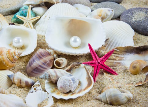 The exotic sea shell . treasure from the sea.