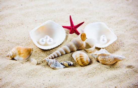 The exotic sea shell . treasure from the sea.