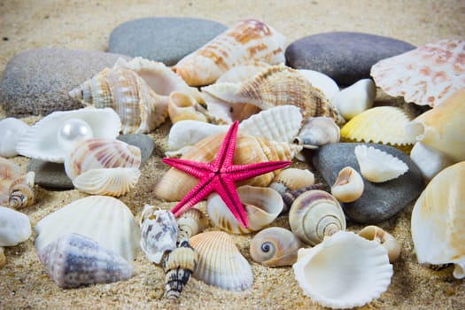 The exotic sea shell . treasure from the sea.