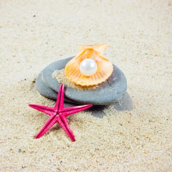 The exotic sea shell . treasure from the sea.