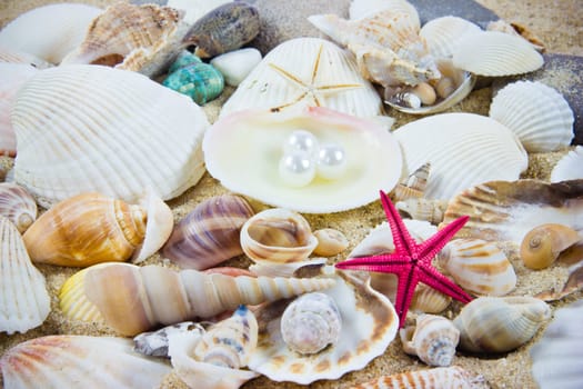 The exotic sea shell . treasure from the sea.
