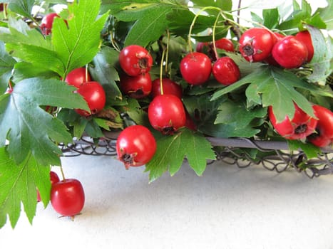 Branches with hawthorn berries